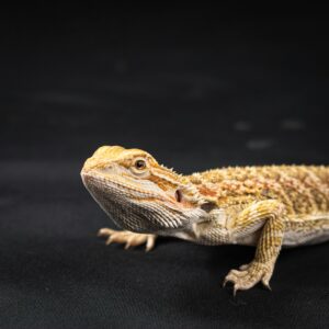 inferno bearded dragon