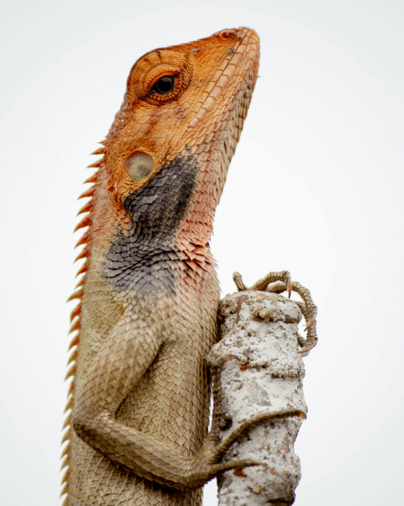 lizard