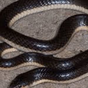 long tailed garter snake