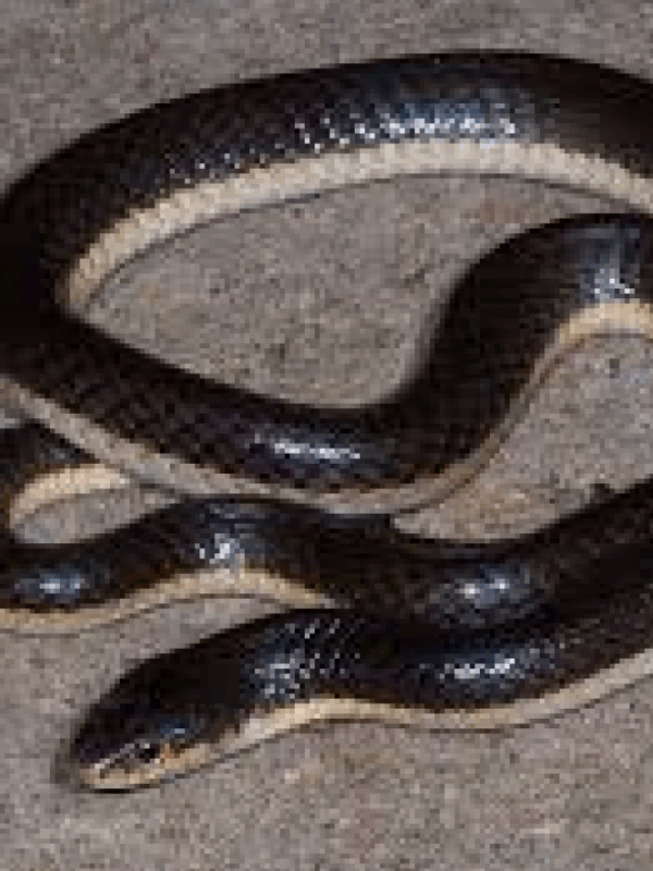 long tailed garter snake
