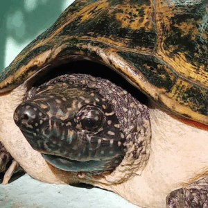 mexican musk turtle