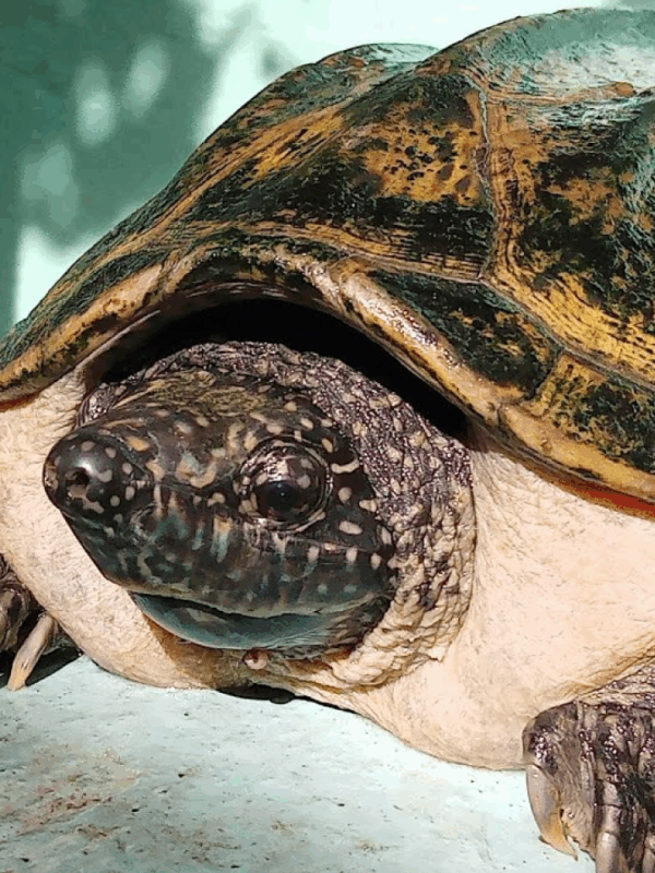 mexican musk turtle