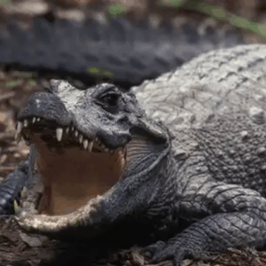 morelet's crocodile