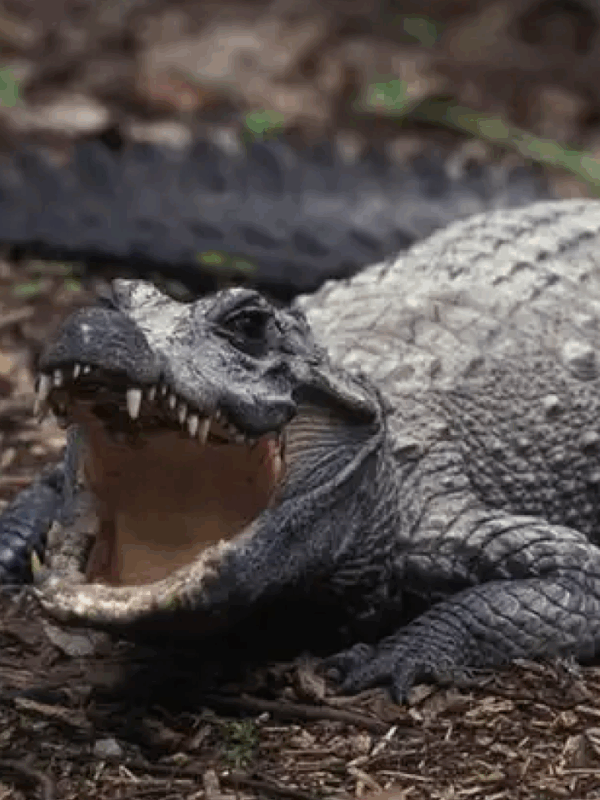 morelet's crocodile