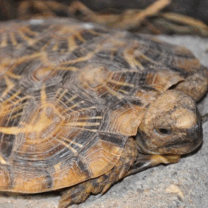 pancake tortoise