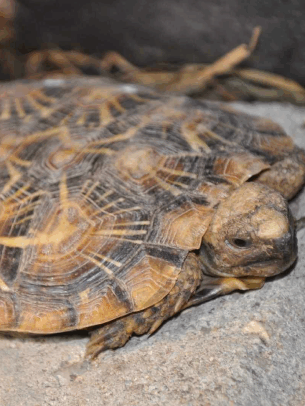 pancake tortoise