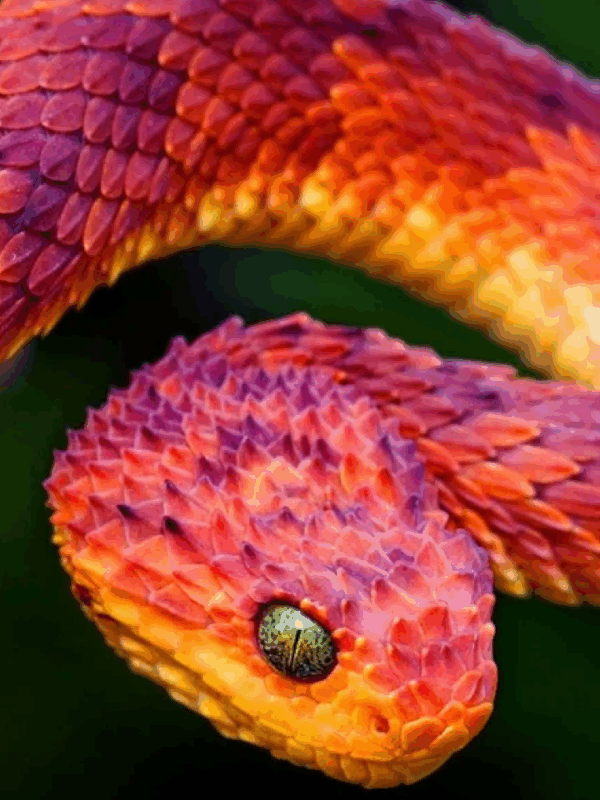 red flame bush viper