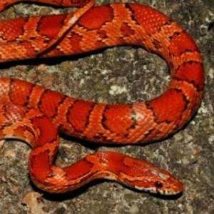 red rat snake