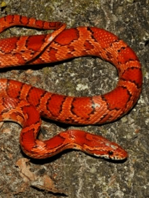 red rat snake