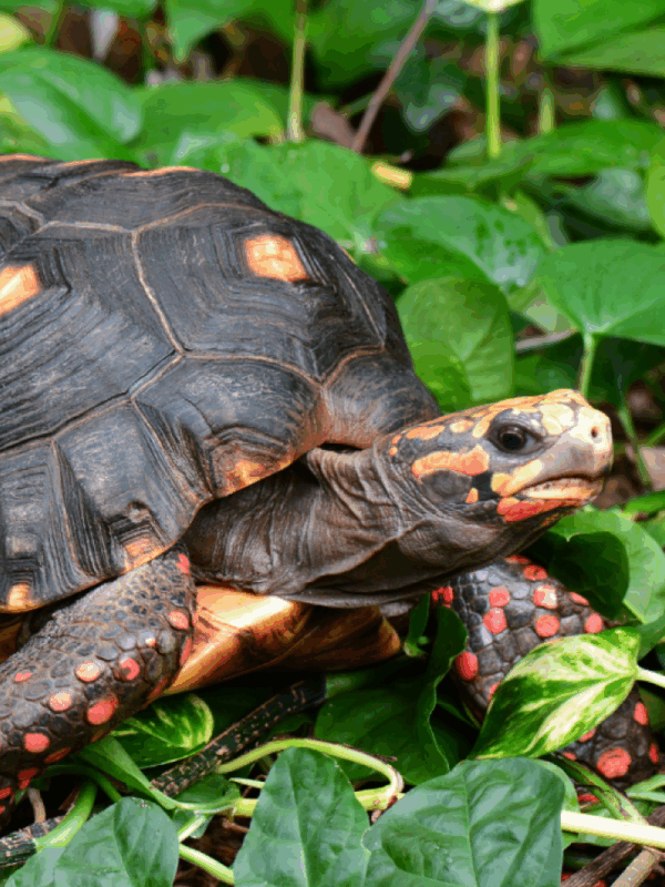 redfoot tortoise