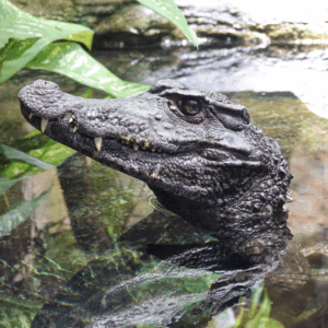 smotth fronted caiman