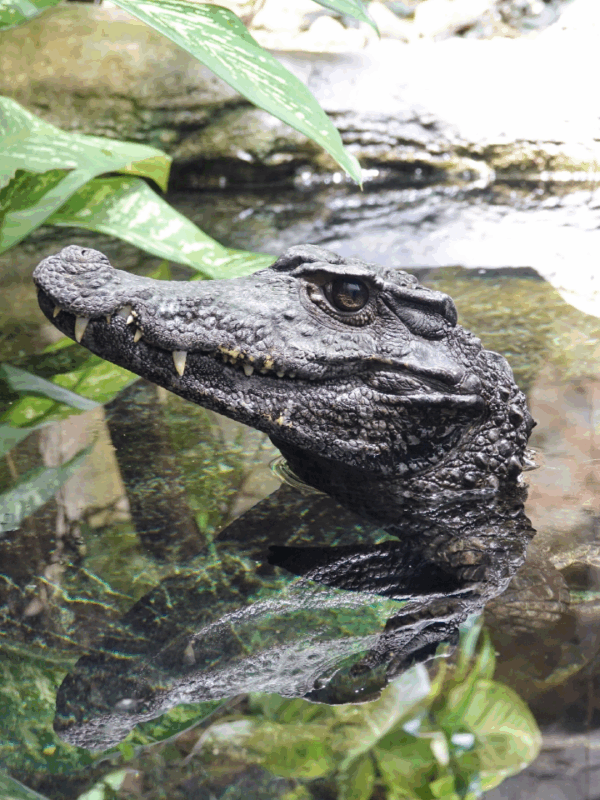 smotth fronted caiman