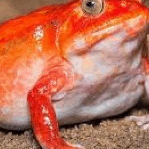 tomato frog
