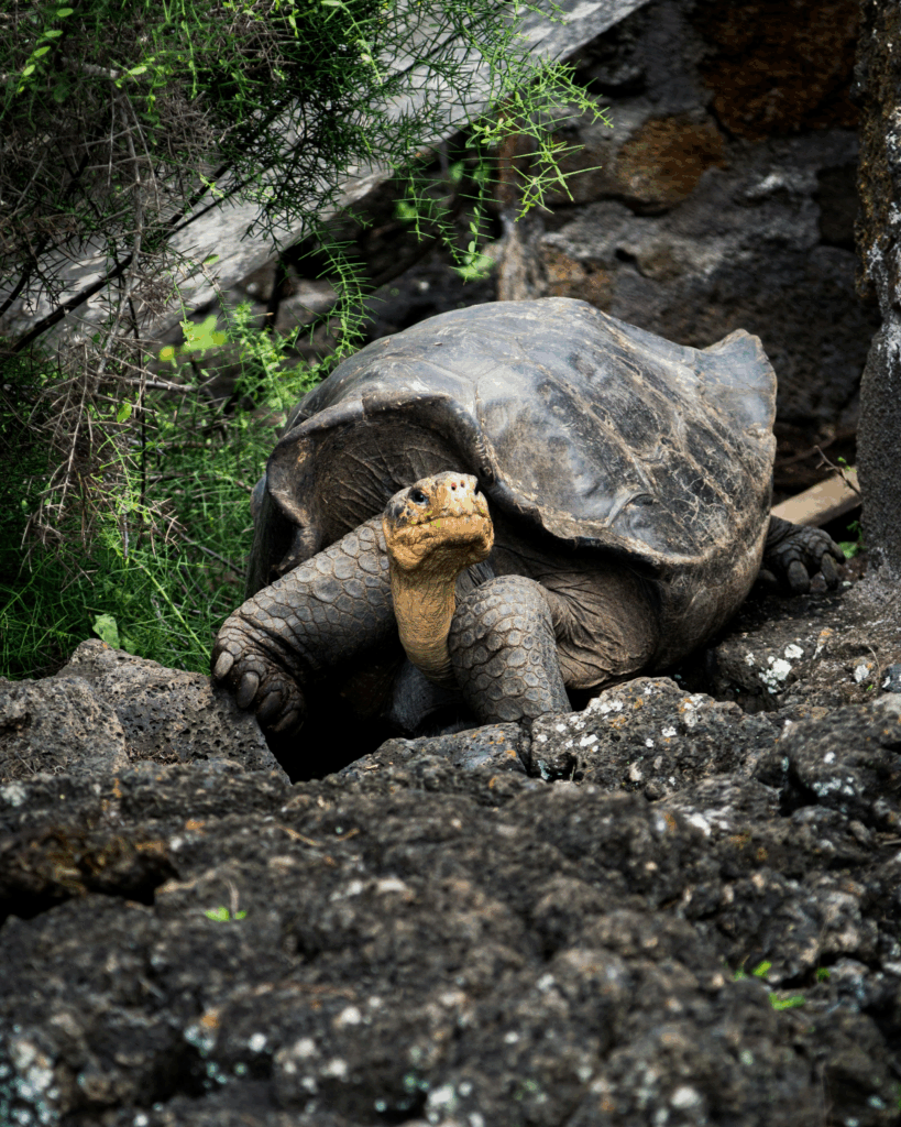 tortoise