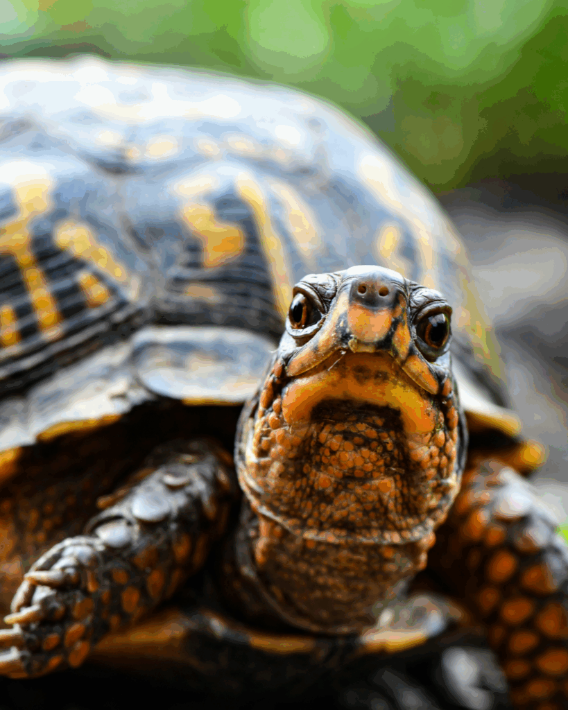 turtle