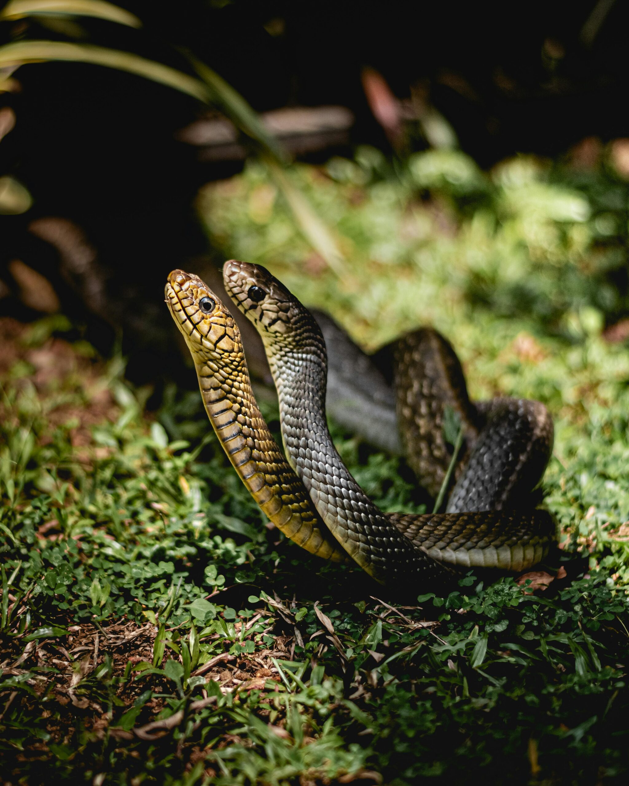 pexels sandarumuthuwadige 16440022
